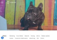 Odd Dog Blog